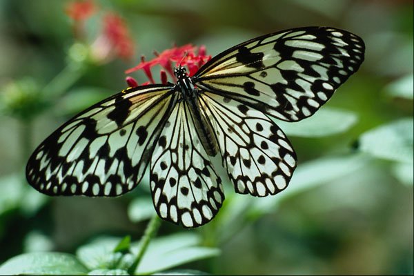 720077 Butterfly A4 Photo Print