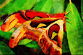 720078 Butterfly A4 Limited Edition Watercolour Print