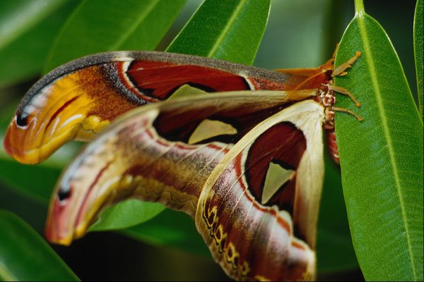 720078 Butterfly A4 Photo Print