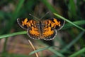 720079 Pearly Crescentspot A4 Photo Print