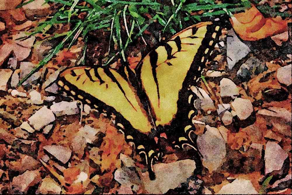 720080 Tiger Swallowtail A4 Limited Edition Watercolour Print