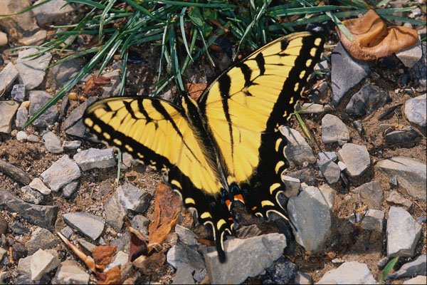 720080 Tiger Swallowtail A4 Photo Print