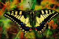 720081 Swallowtail Butterfly A4 Limited Edition Watercolour Print