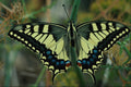 720081 Swallowtail Butterfly A4 Photo Print