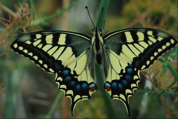 720081 Swallowtail Butterfly A4 Photo Print