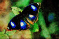 720082 Diadem Butterfly A4 Limited Edition Watercolour Print