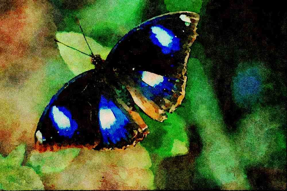 720082 Diadem Butterfly A4 Limited Edition Watercolour Print