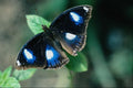 720082 Diadem Butterfly A4 Photo Print