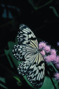 720083 Tree Nymph, Malaysia A4 Photo Print