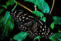 720084 Blue Tiger, India A4 Limited Edition Watercolour Print