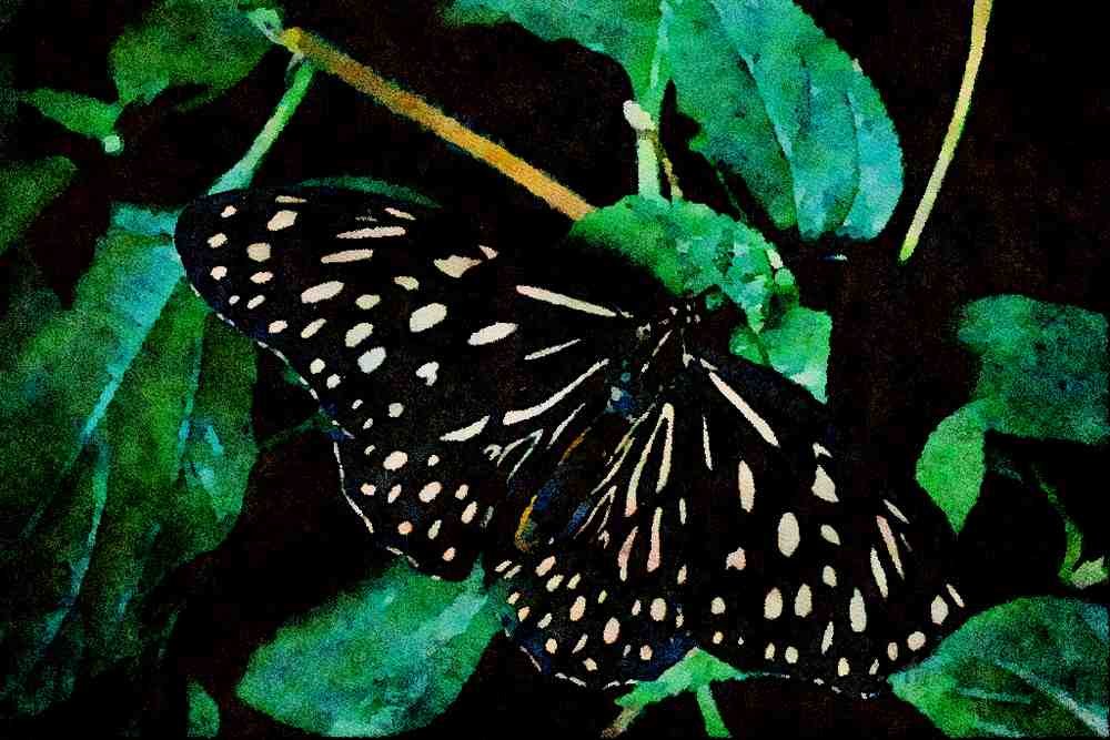 720084 Blue Tiger, India A4 Limited Edition Watercolour Print