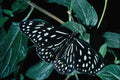 720084 Blue Tiger, India A4 Photo Print