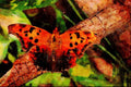720086 Question Mark Butterfly, Ontario, Canada A4 Limited Edition Watercolour Print
