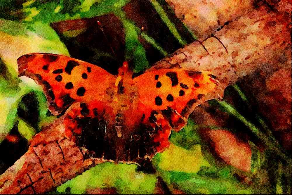 720086 Question Mark Butterfly, Ontario, Canada A4 Limited Edition Watercolour Print
