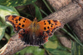 720086 Question Mark Butterfly, Ontario, Canada A4 Photo Print