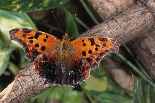 720086 Question Mark Butterfly, Ontario, Canada A4 Photo Print