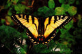 720087 Zebra Swallowtail, Ontario, Canada A4 Limited Edition Watercolour Print