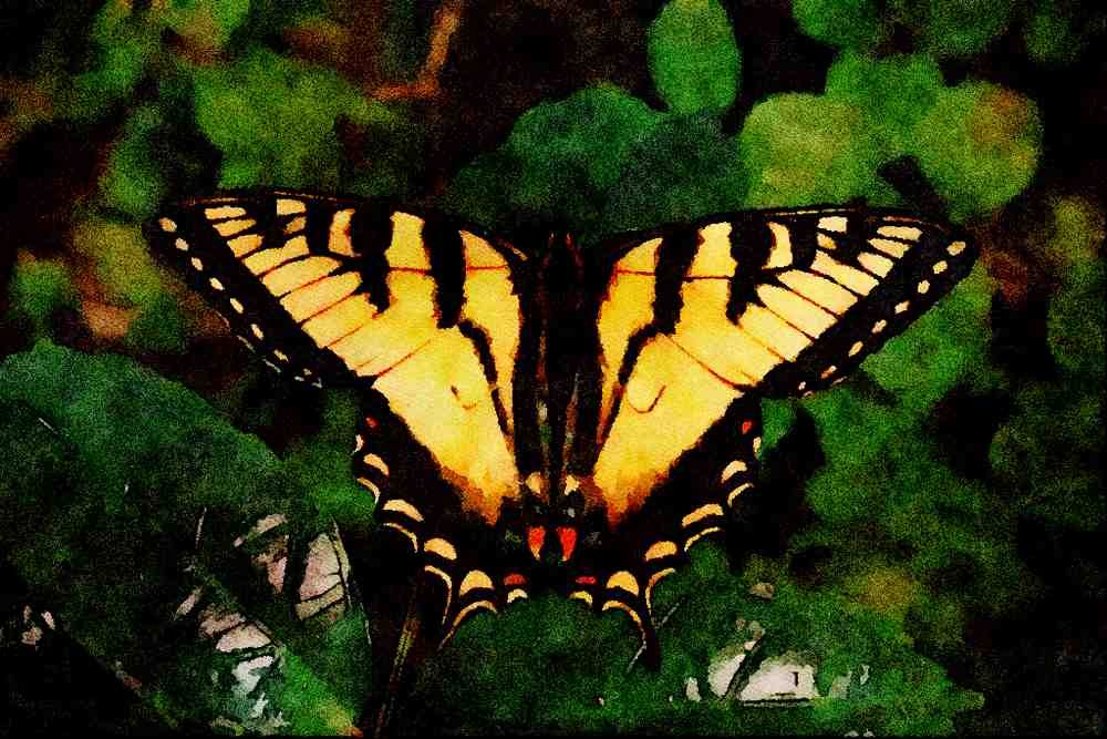 720087 Zebra Swallowtail, Ontario, Canada A4 Limited Edition Watercolour Print