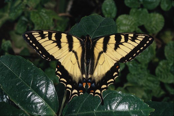 720087 Zebra Swallowtail, Ontario, Canada A4 Photo Print