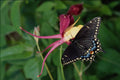 720088 Black Swallowtail On Columbine Flower, Ontario, Canada A4 Photo Print