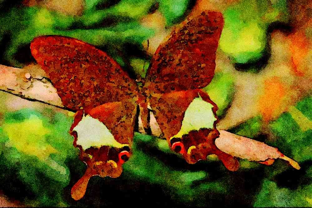 720089 Papilionoideae Butterfly, Malaysia A4 Limited Edition Watercolour Print
