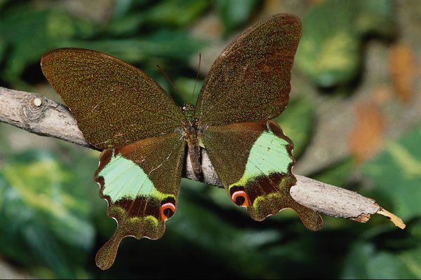720089 Papilionoideae Butterfly, Malaysia A4 Photo Print