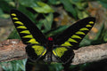 720090 Birdwing Butterfly, Trogonoptera Brookiana, Malaysia A4 Photo Print