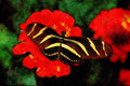 720091 Zebra Butterfly, Heliconius Charitonius A4 Limited Edition Watercolour Print