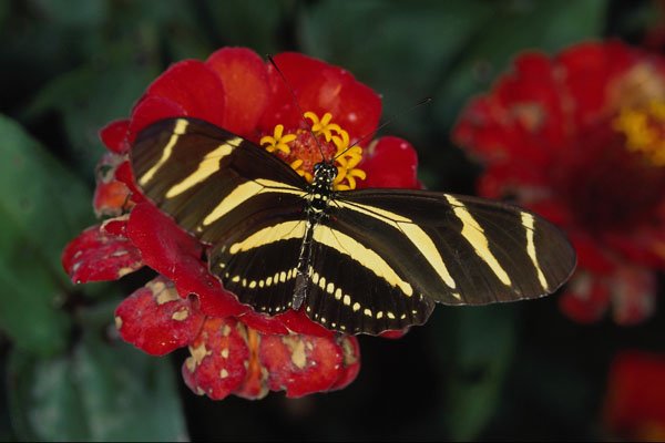 720091 Zebra Butterfly, Heliconius Charitonius A4 Photo Print