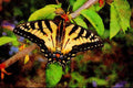 720092 Zebra Swallowtail, Ontario, Canada A4 Limited Edition Watercolour Print
