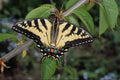 720092 Zebra Swallowtail, Ontario, Canada A4 Photo Print