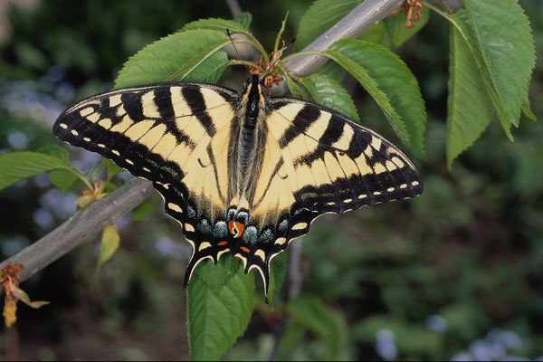 720092 Zebra Swallowtail, Ontario, Canada A4 Photo Print