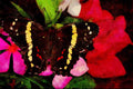 720093 Anartia Fatima, Mexico A4 Limited Edition Watercolour Print