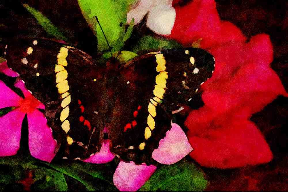 720093 Anartia Fatima, Mexico A4 Limited Edition Watercolour Print