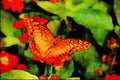 720094 Gulf Fritillary Butterfly, Mexico A4 Limited Edition Watercolour Print