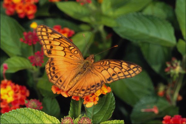 720094 Gulf Fritillary Butterfly, Mexico A4 Photo Print