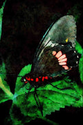 720095 Butterfly, Anartia Amathea A4 Limited Edition Watercolour Print