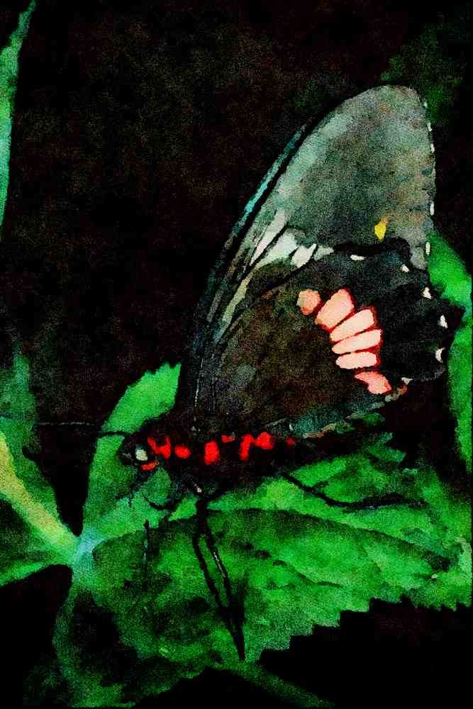 720095 Butterfly, Anartia Amathea A4 Limited Edition Watercolour Print