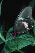 720095 Butterfly, Anartia Amathea A4 Photo Print