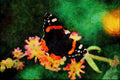 720096 Red Admiral Butterfly A4 Limited Edition Watercolour Print