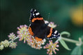 720096 Red Admiral Butterfly A4 Photo Print