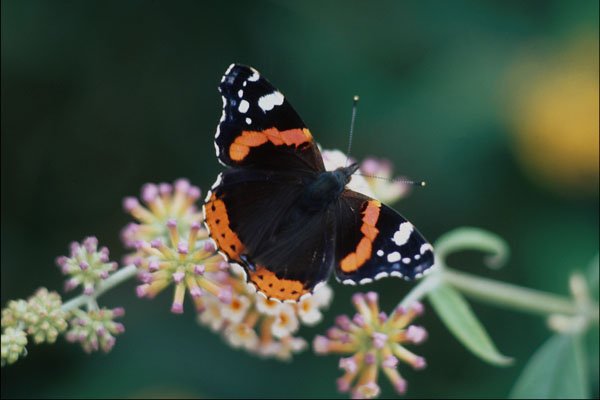 720096 Red Admiral Butterfly A4 Photo Print
