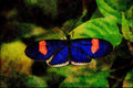 720097 Heliconid Butterfly A4 Limited Edition Watercolour Print