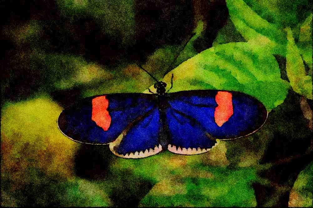 720097 Heliconid Butterfly A4 Limited Edition Watercolour Print