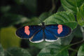 720097 Heliconid Butterfly A4 Photo Print