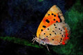 720098 American Copper, Lycaena Phlaeas A4 Limited Edition Watercolour Print