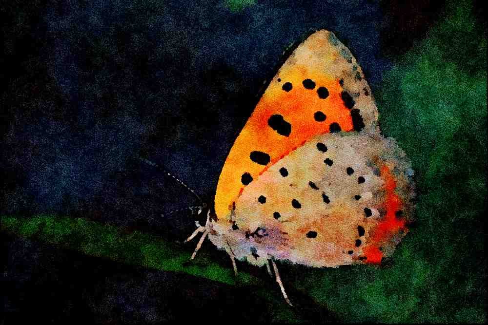 720098 American Copper, Lycaena Phlaeas A4 Limited Edition Watercolour Print