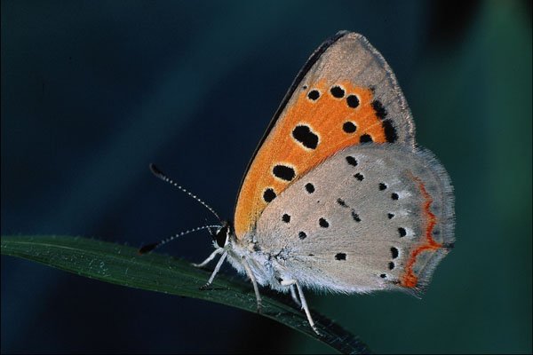 720098 American Copper, Lycaena Phlaeas A4 Photo Print