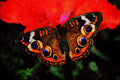 720099 Buckeye, Junonia Coenia A4 Limited Edition Watercolour Print