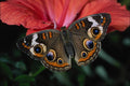 720099 Buckeye, Junonia Coenia A4 Photo Print